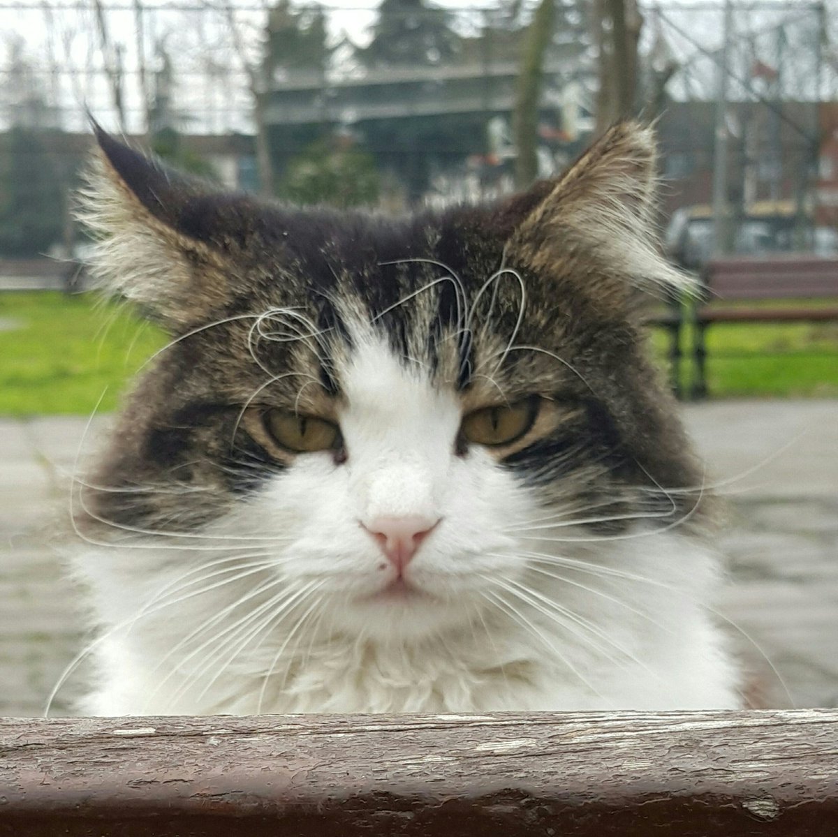 kedi_ruhum's tweet photo. Hayırlı Cumalar  #hayirlicumalar #cats #sokakhayvanları #petsofinstagram #photooftheday #catoftheday #CatsOnTwitter #petsofinstagram #sweetcat #ig_catclub #ig_catlovers #igdaily #paw #streetphotography #CumamızMubarekOlsun https://t.co/cxd4XhDZLp