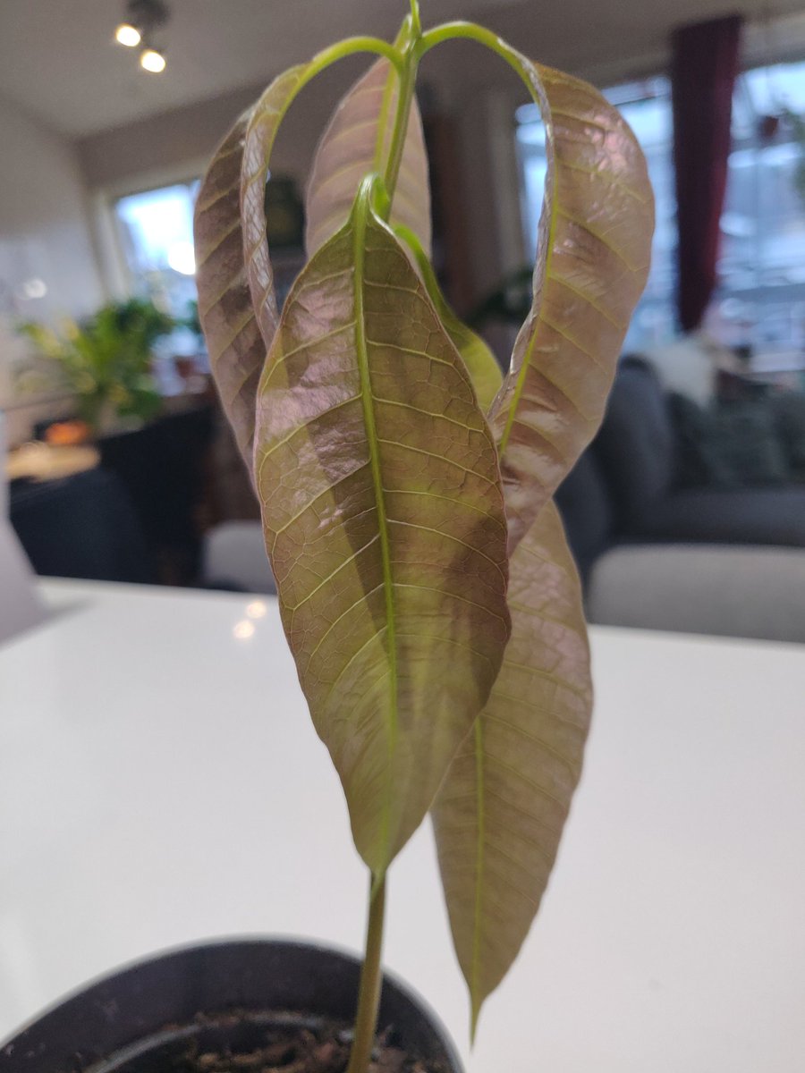 December 18th, 9:22AMTulio gets bigger and stronger everyday as his leaves and stem grow!  They appear limp right now due to them not being fully developed. But they'll get there! One day at a time!
