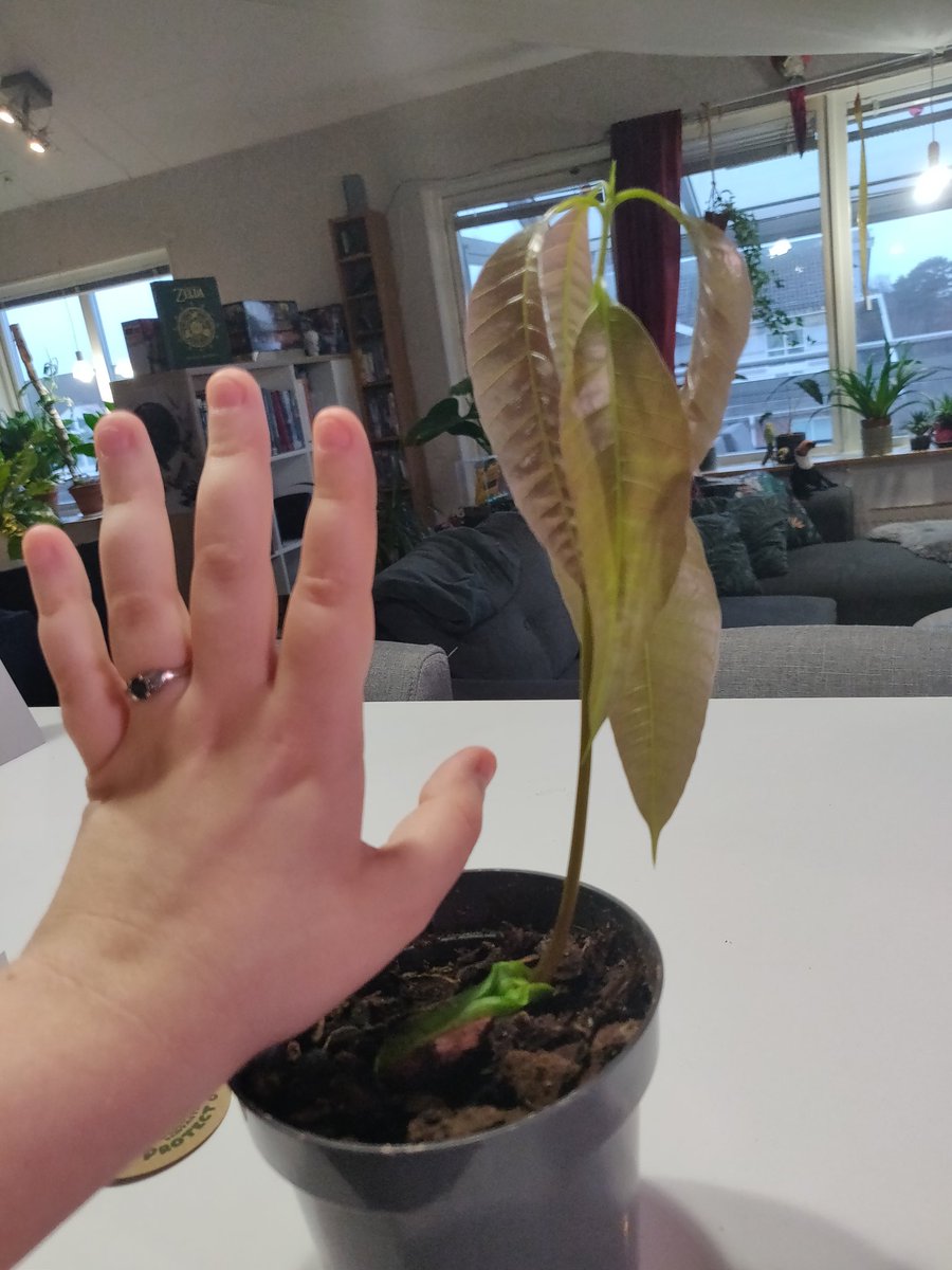 December 18th, 9:22AMTulio gets bigger and stronger everyday as his leaves and stem grow!  They appear limp right now due to them not being fully developed. But they'll get there! One day at a time!