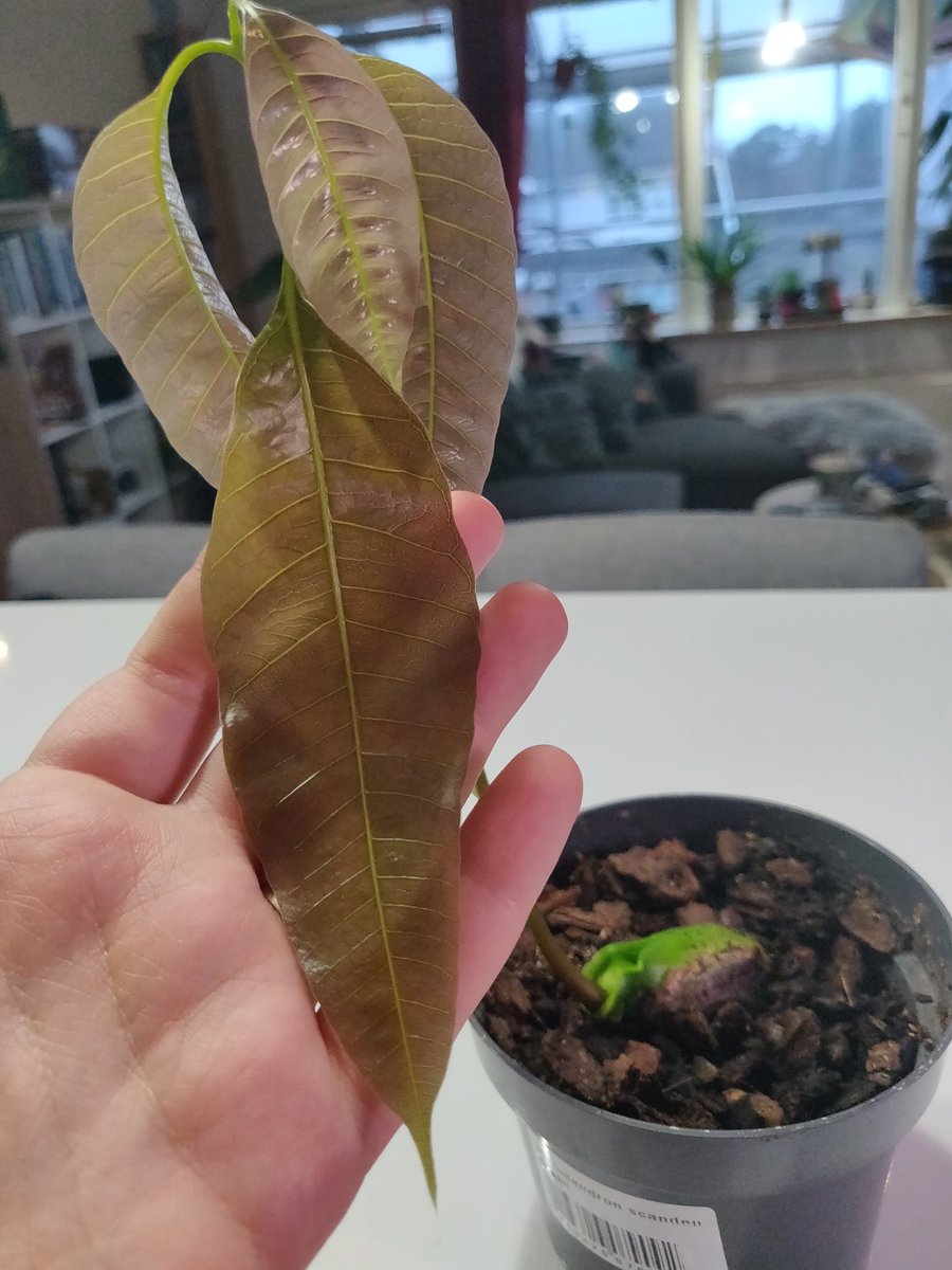 December 18th, 9:22AMTulio gets bigger and stronger everyday as his leaves and stem grow!  They appear limp right now due to them not being fully developed. But they'll get there! One day at a time!