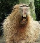 tora as capybarasa thread