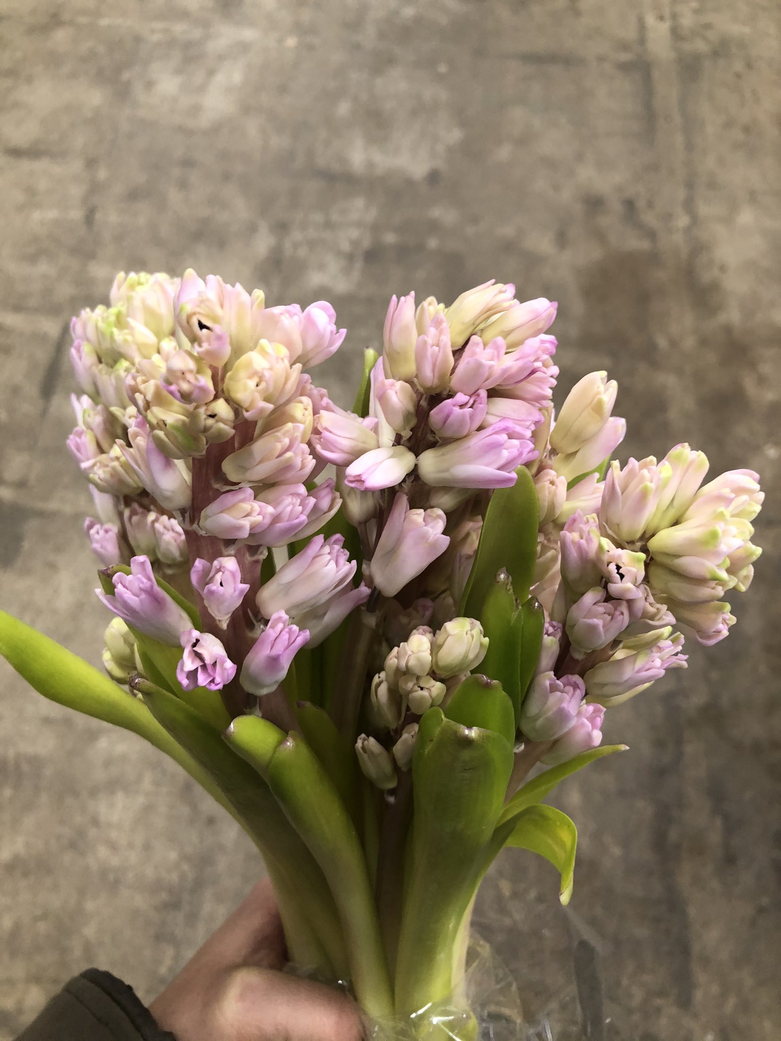 ビックフラワー荻窪店 ヒヤシンスも入ってます 鉢物 水栽培用 切り花などなど 色も豊富に揃ってます 香りの良い ヒヤシンスぜひ育ててみて下さい ヒヤシンス ヒアシンス 花のある暮らし ビックフラワー 荻窪 花屋 T Co L7vlrohgay