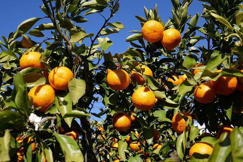 クロム 昨日は寄居町の風布にみかん狩りに行きました ミカン栽培の北限の一つのようです 温州みかんですが サイズは小さめです 甘みは強くはないですが瑞々しかったです 風布 みかん狩り T Co 9lyg4ddiam Twitter