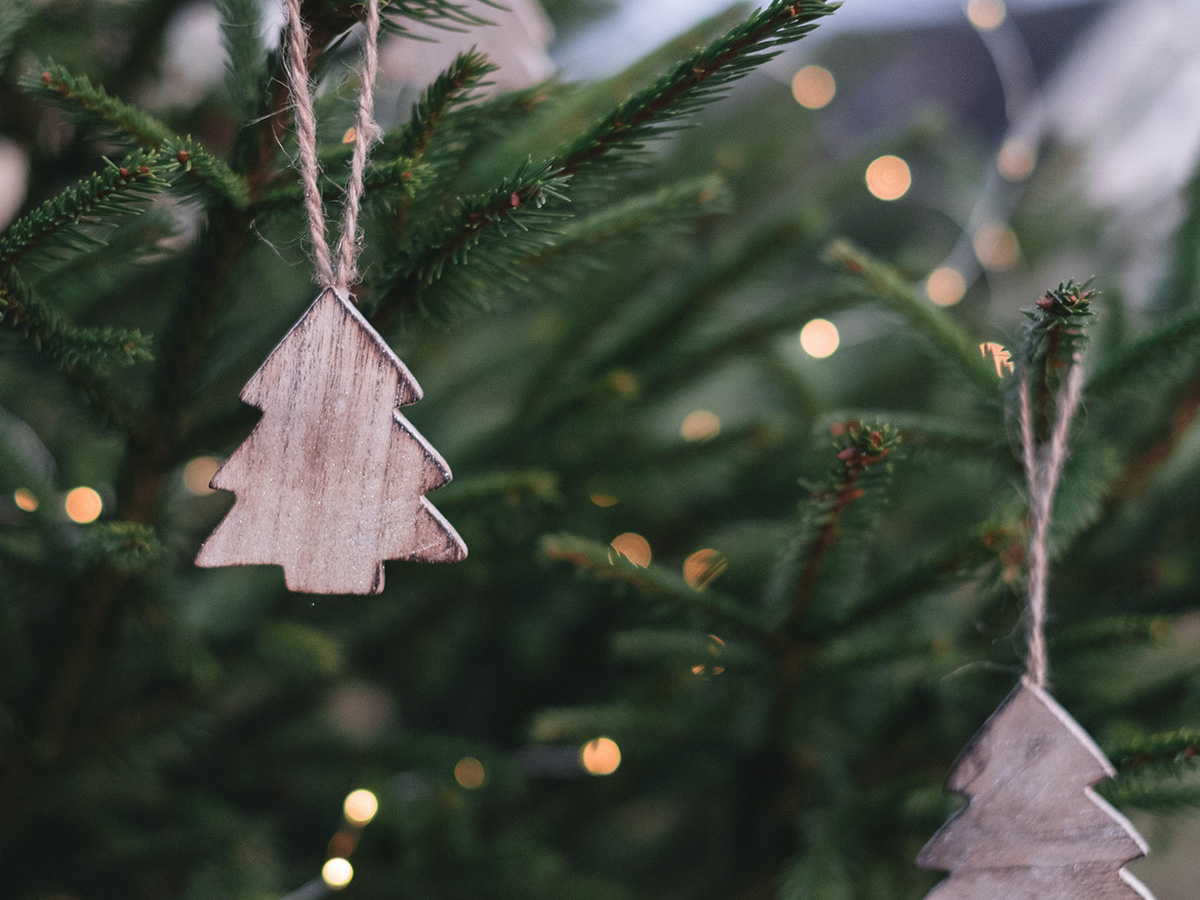 EvPollensa's tweet photo. A Christmas tree does not have to be felled. Check out our blog post for alternatives! https://t.co/A7YnwUGDBN https://t.co/bzcdiig8LN
