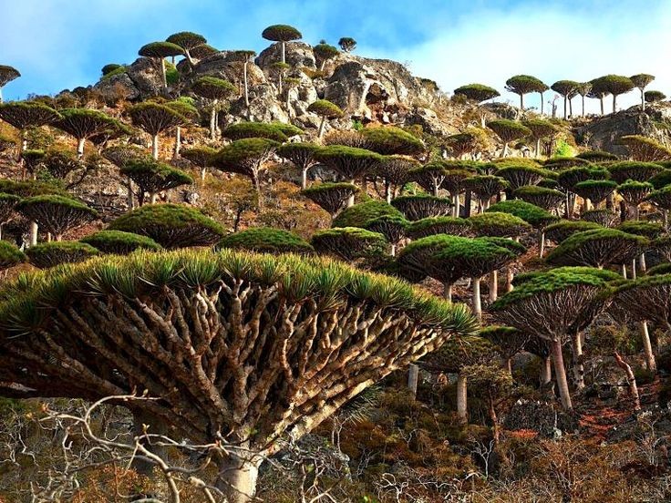 1. Socotra, YemenWith UFO-like dragon's blood trees as its most notable feature, the island of Socotra looks like it was transported to Earth from a distant planet
