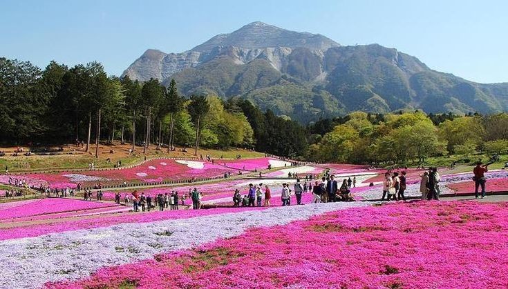 4. Hitsujiyama Park: Chichibu, JapanJapan may be known for its cherry blossoms, but the country also features another pretty plant—shibazakura, or pink moss. Come springtime, Shibazakura Hill in Hitsujiyama Park becomes a carpet of pink and purple blooms.