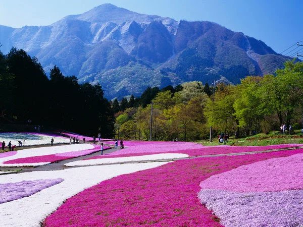 4. Hitsujiyama Park: Chichibu, JapanJapan may be known for its cherry blossoms, but the country also features another pretty plant—shibazakura, or pink moss. Come springtime, Shibazakura Hill in Hitsujiyama Park becomes a carpet of pink and purple blooms.