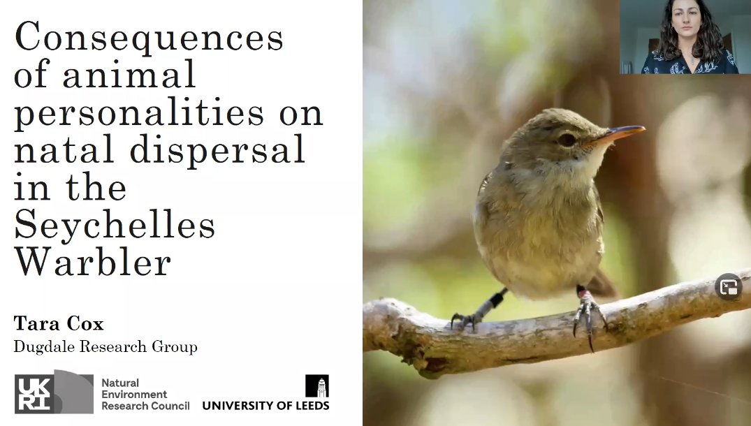 hannahdugdale's tweet photo. And check out @_TaraCox's fantastic talk at #BES2020 on personality and natal dispersal in @SeychellesWarb https://t.co/ysYfJcDvHf