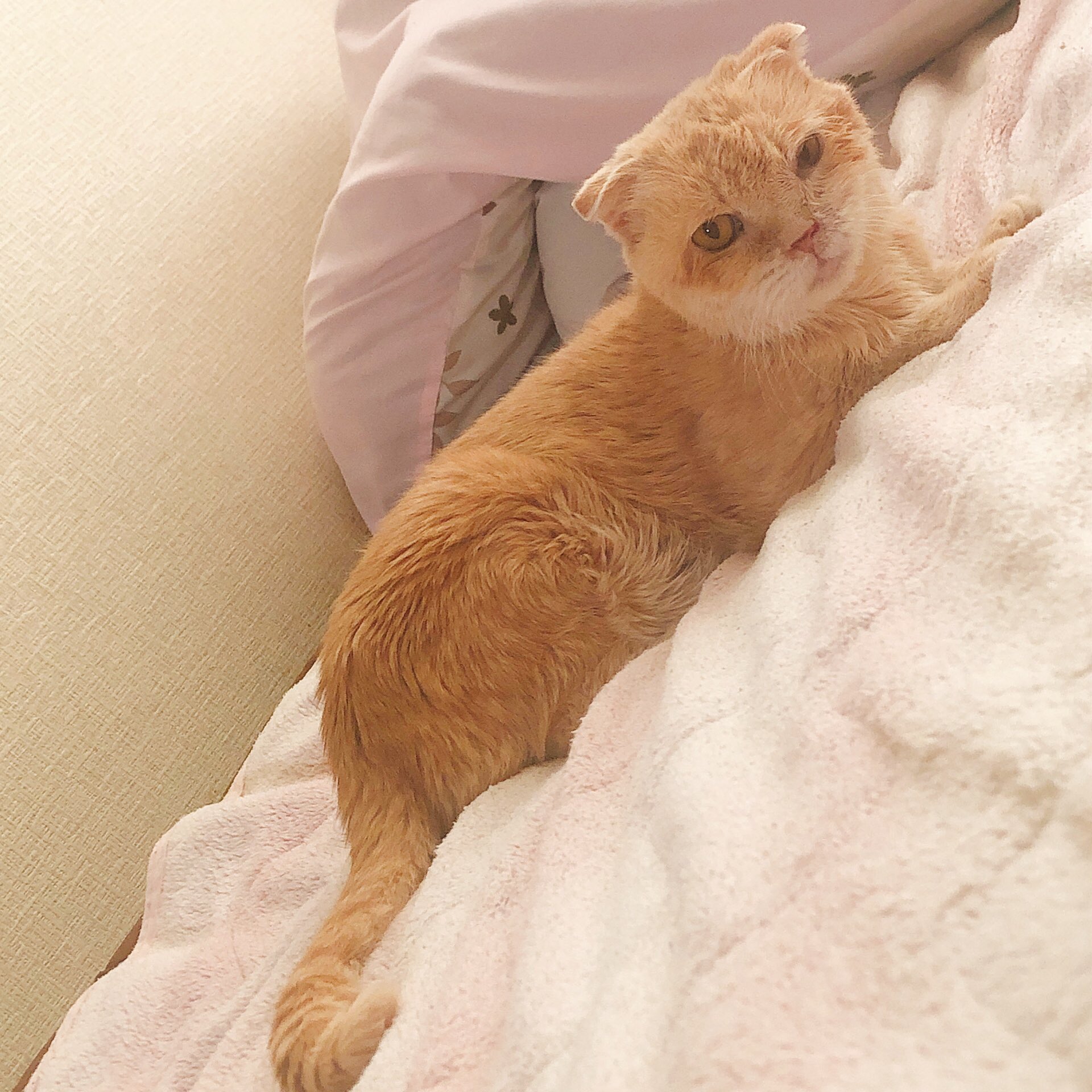 元猫カフェ店主 Hogo Cat Twitter