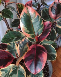  #plantswap Plant twitter in NBO. Who has a Variegated rubber plant /Ficus Elastica (white or pink) that I can snip and pot? I'll bring some nice plant(s) for you too.