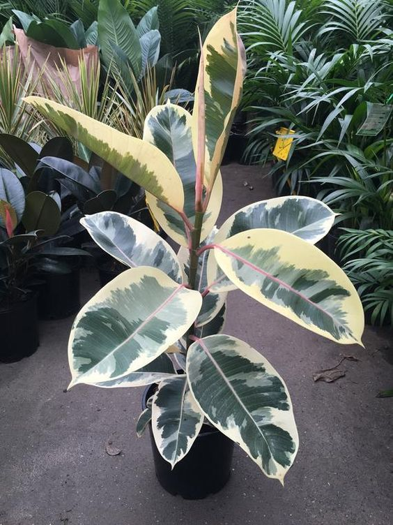  #plantswap Plant twitter in NBO. Who has a Variegated rubber plant /Ficus Elastica (white or pink) that I can snip and pot? I'll bring some nice plant(s) for you too.