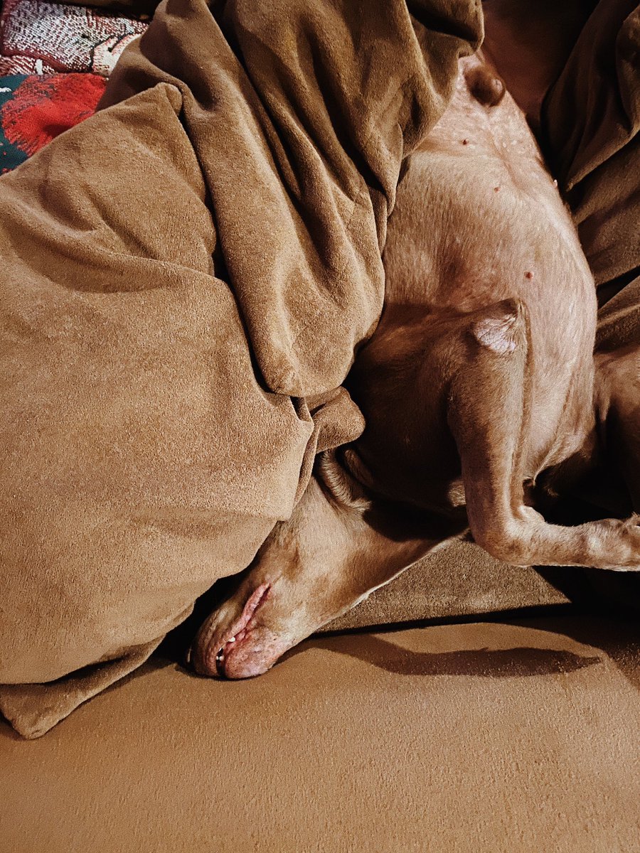 carlyarmstrong_'s tweet photo. Like this cannot be comfortable.. https://t.co/NbL9MOI42s