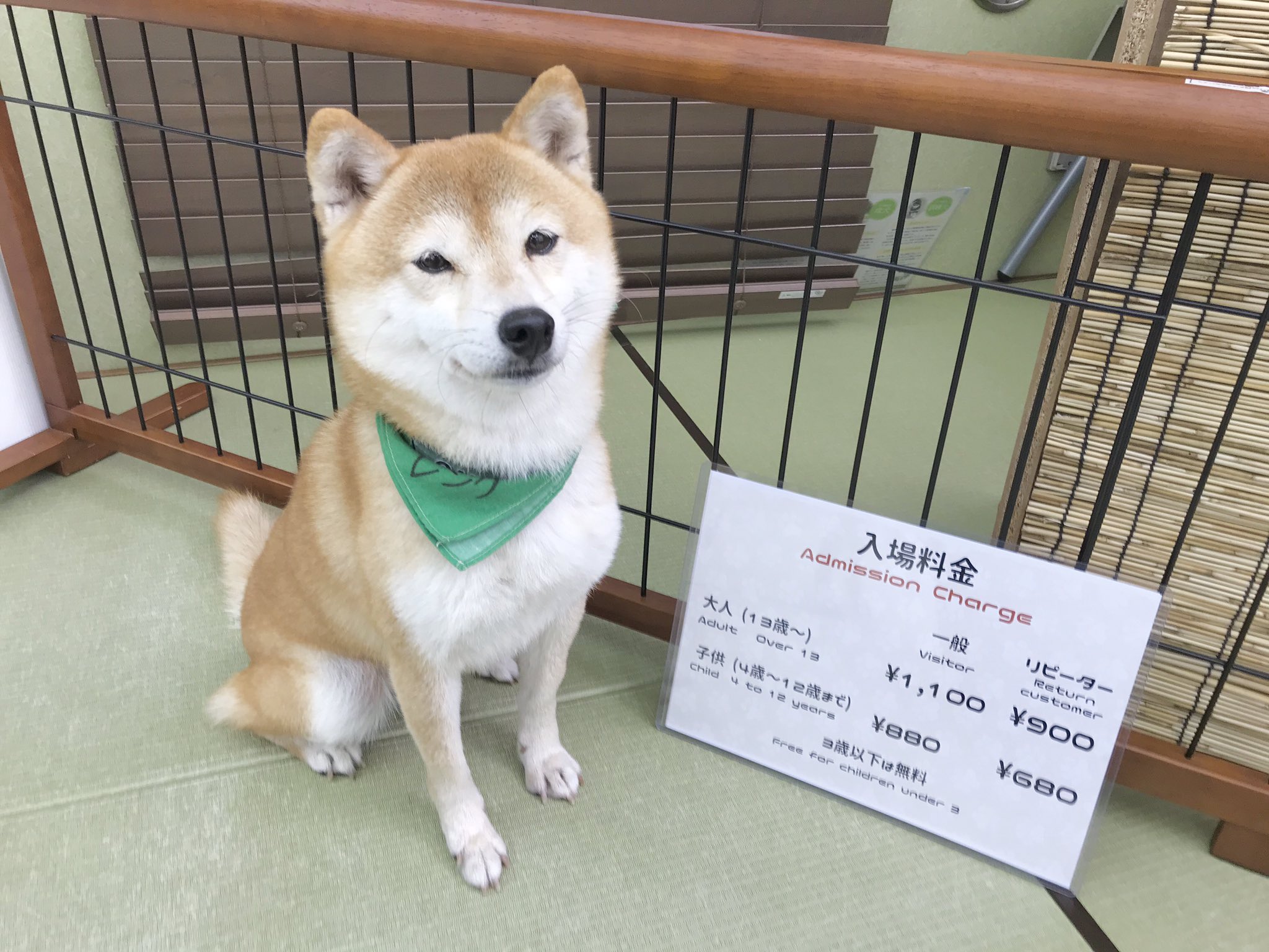 小豆柴の郷 秋葉原 料金のご案内 一般 大人 13歳 1100円 子供 4歳 12歳 0円 リピーター 大人 13歳 900円 子供 4歳 12歳 680円 3歳以下無料 小豆柴の郷は 豆柴カフェ ではありません 豆柴 より小さい世界最小の柴犬小豆柴とも