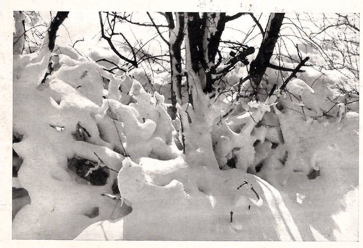 MillHillSenior's tweet photo. For our final @SchoolArchives1 #FromtheArchives #SchoolWinter post we have a very beautiful snowy photograph of some trees in the snow outside Collinson House, taken circa 1945/46.
#MillHillSenior https://t.co/hbh8oe6gfc