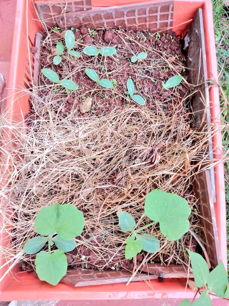How we started vs now.Crate farming.  Cant wait for these  and pumpkin  to get blooms..