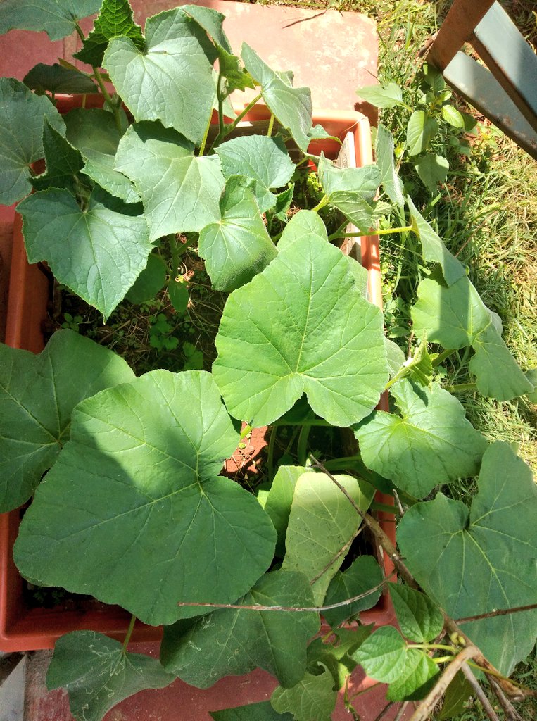 How we started vs now.Crate farming.  Cant wait for these  and pumpkin  to get blooms..