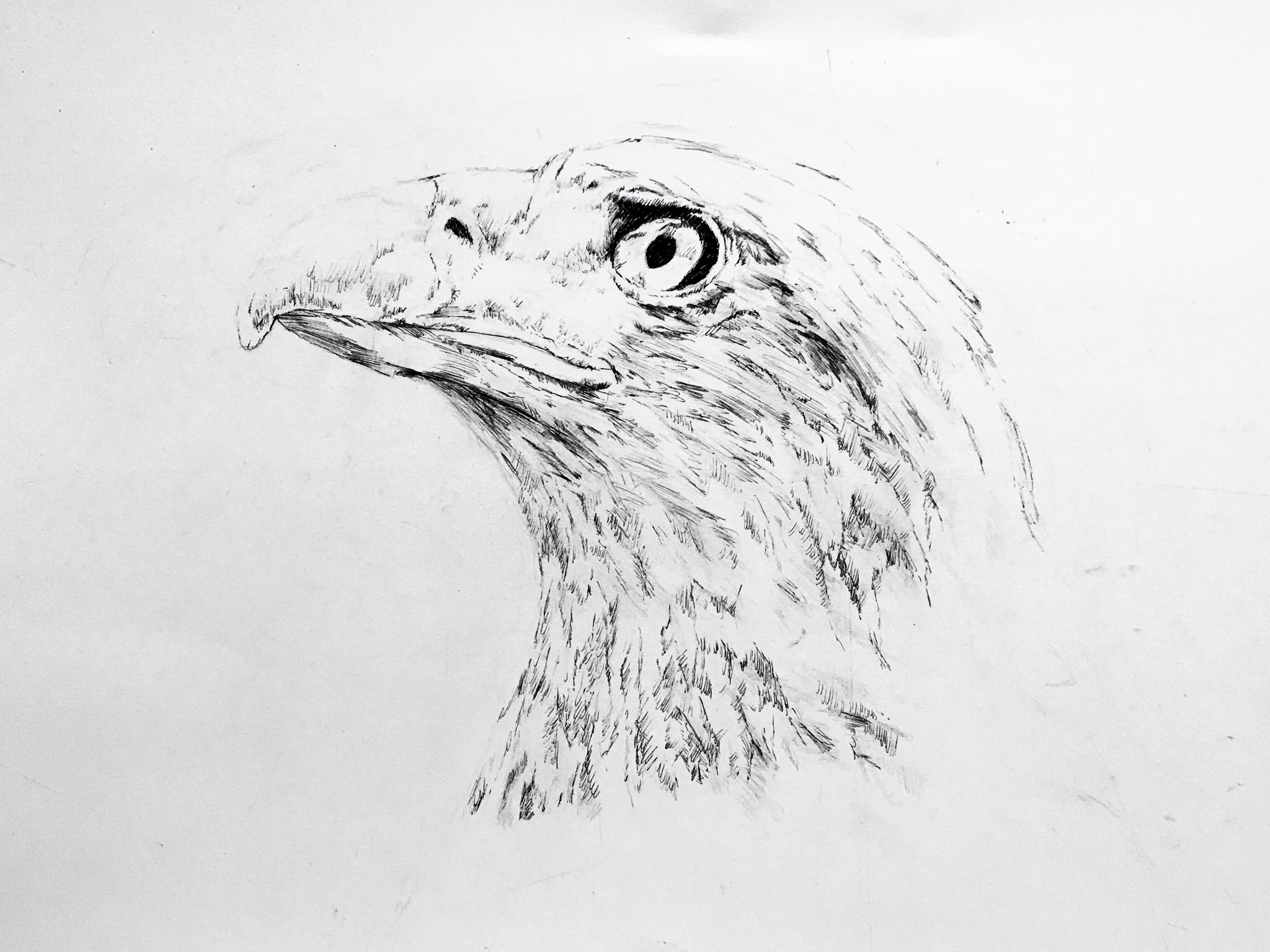 菊楼 鷲 アナログイラスト ペン画