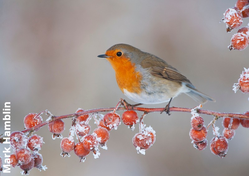 EssexWildlife's tweet image. #DYK? Postmen in Victorian Britain were nicknamed “robins” because of their red-breasted uniforms and apparently inspired the use of robins on our Christmas cards. True or not, robins certainly make themselves known in winter with their loud, cheerful song! 🎄 #FridayFact