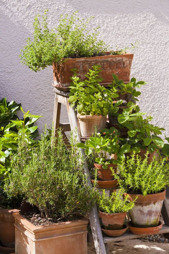 Herb garden inspo.- Pinterest