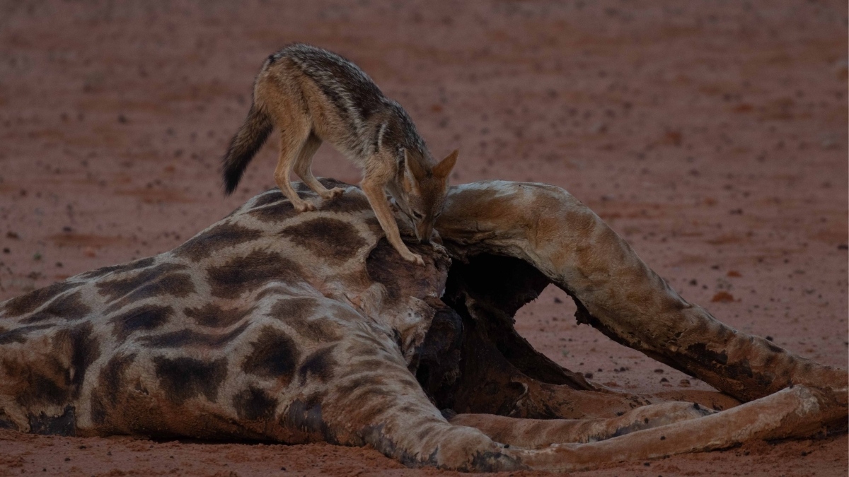 Tswalu's tweet photo. The black-backed jackal is a successful scavenger, although it is capable of catching its own prey and will even forage for insects. 

Read more about wildlife at Tswalu here: https://t.co/2pWZxGCQky

#Wildlife #Safaris #animalkill #photooftheday https://t.co/423Nn8O2n2