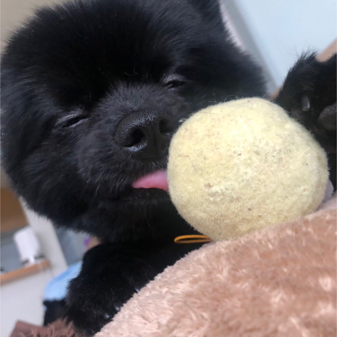 hagihukucha's tweet photo. 幸せそうでこっちも幸せ🐕✨

#ポメラニアン 
#はぎです https://t.co/Q0NFh0eytu