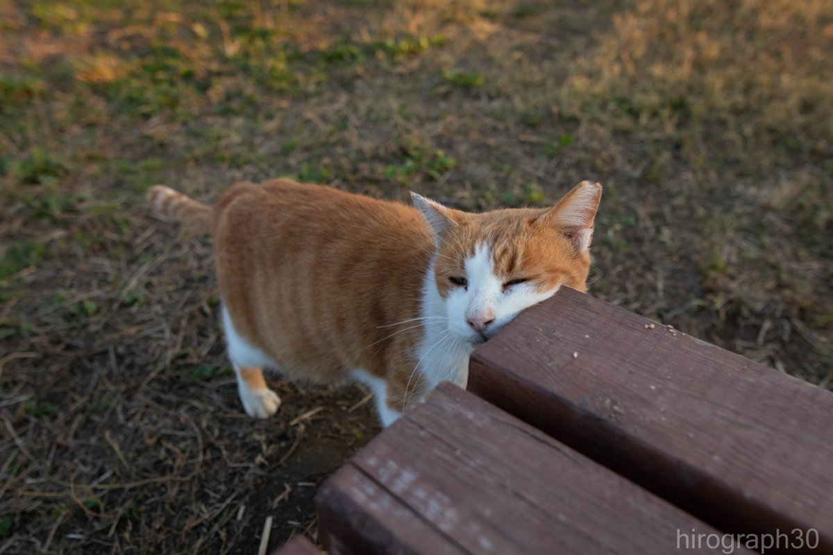 猫写真家 サトウヒロキ のらねこに反応しがち On Twitter 角すりすり 左頬からの右頬 インスタグラムではもう少し詳細なスリスリ Https T Co G7ecffepvu