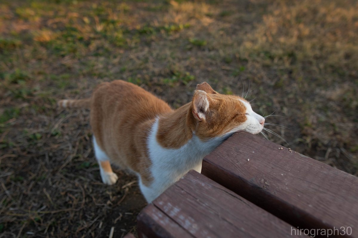 猫写真家 サトウヒロキ のらねこに反応しがち On Twitter 角すりすり 左頬からの右頬 インスタグラムではもう少し詳細なスリスリ Https T Co G7ecffepvu