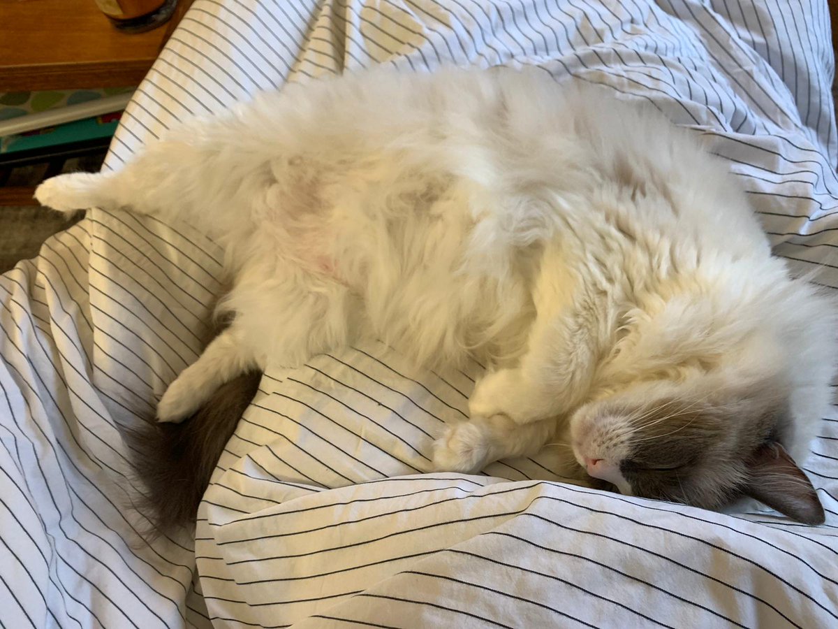 Getting into the Christmas spirit, letting it all hang out 😻

#jellybellyfriday #FridayFeeling #CatsOfTwitter #ragdollcats
