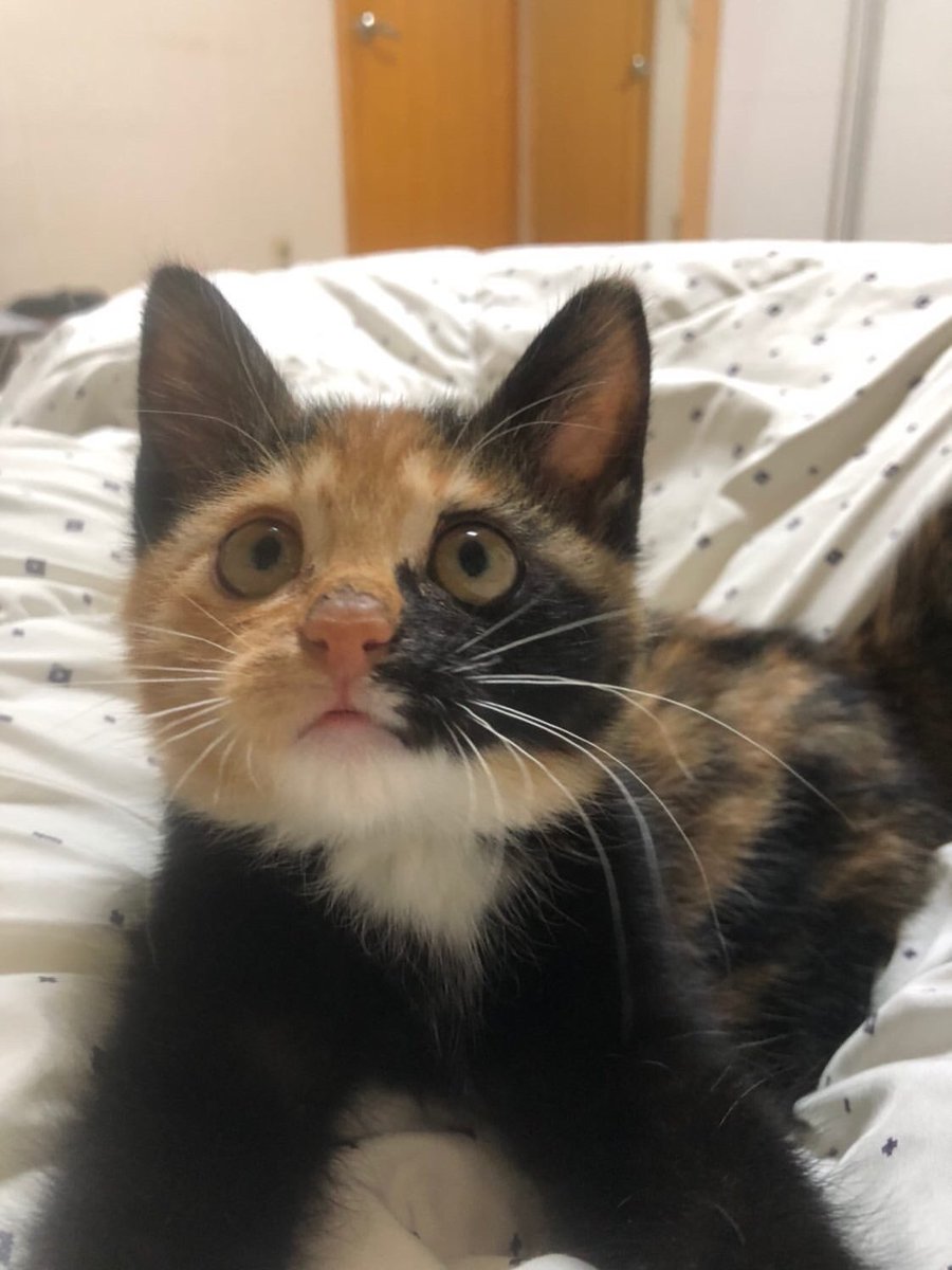 웃기냥 tweet media