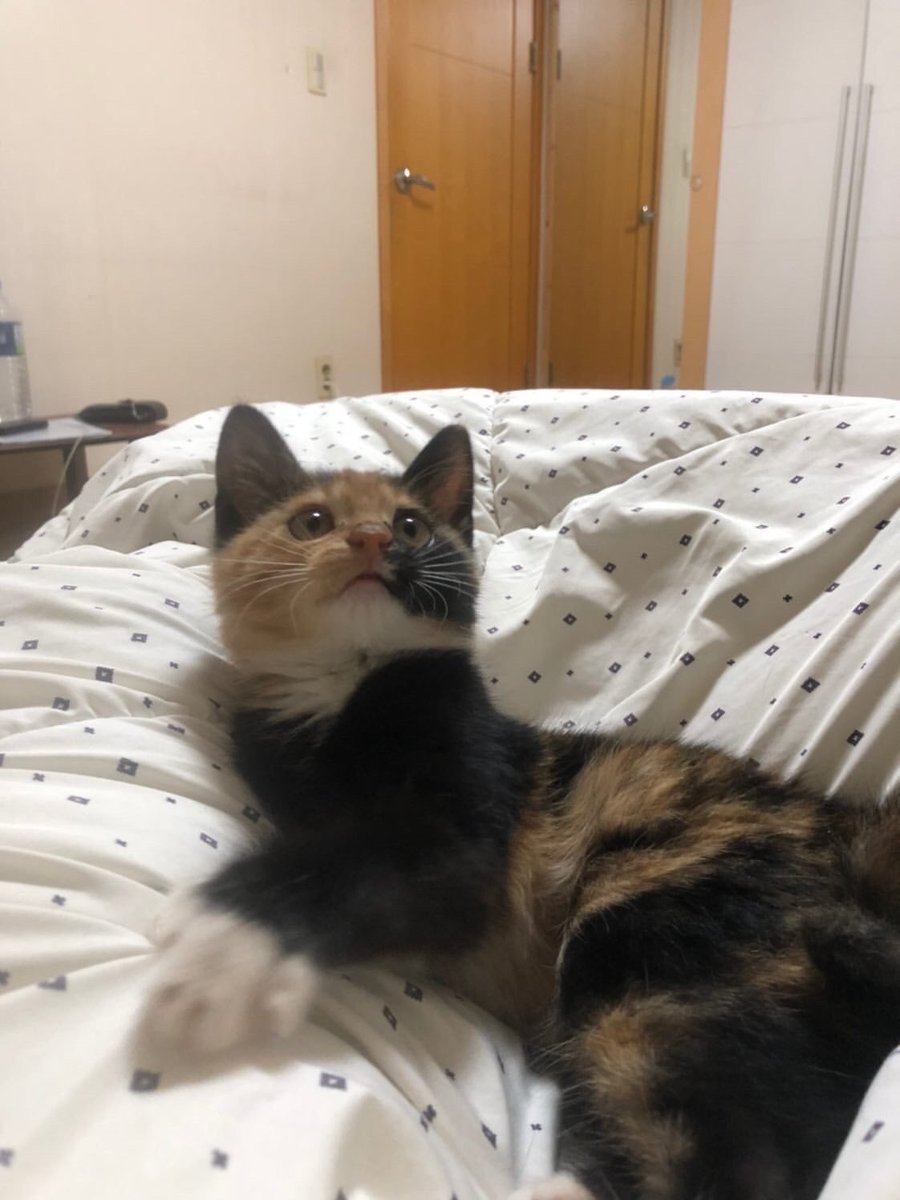 웃기냥 tweet media