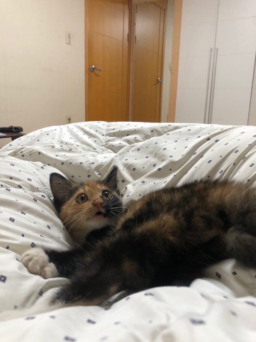 웃기냥 tweet media