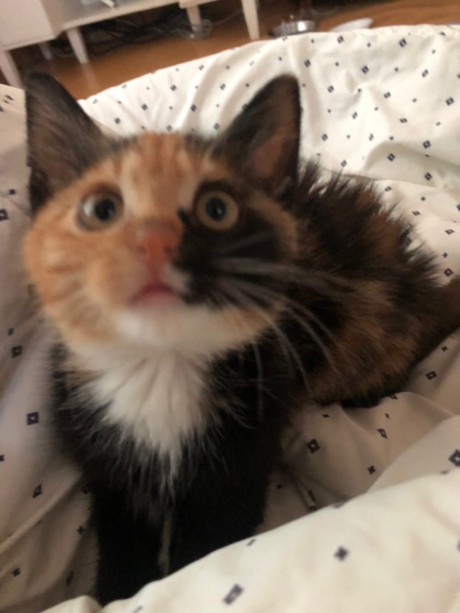 웃기냥 tweet media