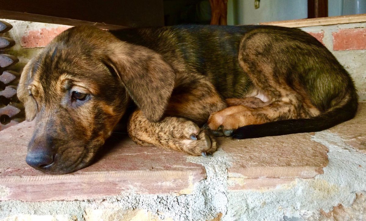 Un #perro es el único ser en la Tierra que te amará más de lo que tú te amas a ti mismo 🐶💙

¿¡Serías capaz de FALLARLE⁉

El #AbandonoAnimal y el #MaltratoAnimal son DELITO