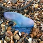 Photo by Plastic Free Portsmouth (@PlasticFreePort)