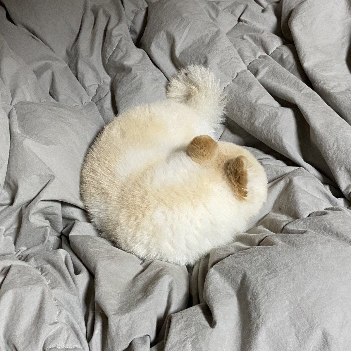 227thor's tweet photo. 🥐 https://t.co/oellw9Pt7u