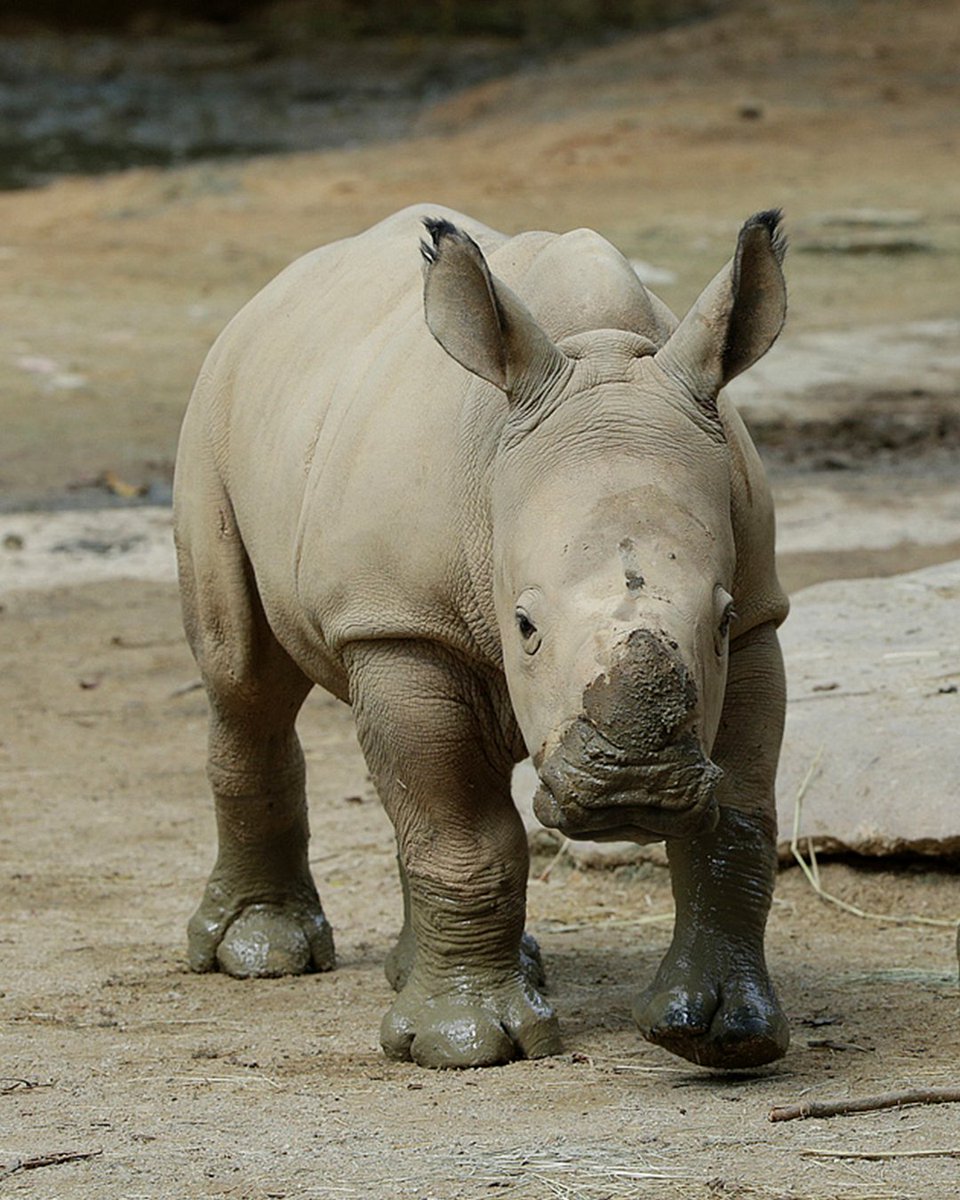 MandaiWildlife's tweet photo. who's rhino is this #IYKYK #PracticeSafeDistancing https://t.co/Ldtuj9MJjs