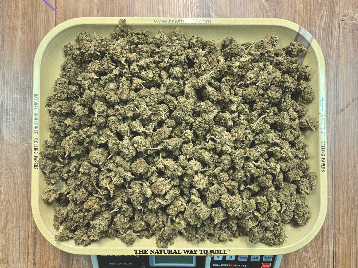 sativapoland's tweet photo. CBD AMNESIA POLECAMY

#cbd #cbdflowers #cbdhurt #cbdbuds #cbdwholesale #thcfree #vape #cbdvape #vapenation #suszkonopny #sativapoland #legalnetopy #krakow #hash #kosmetyki #kosmetykikonopne #konopia #konopie #rolls #prerolls #420 #sativa #sativapoland #suplementycbd https://t.co/iK5ewdJf3W