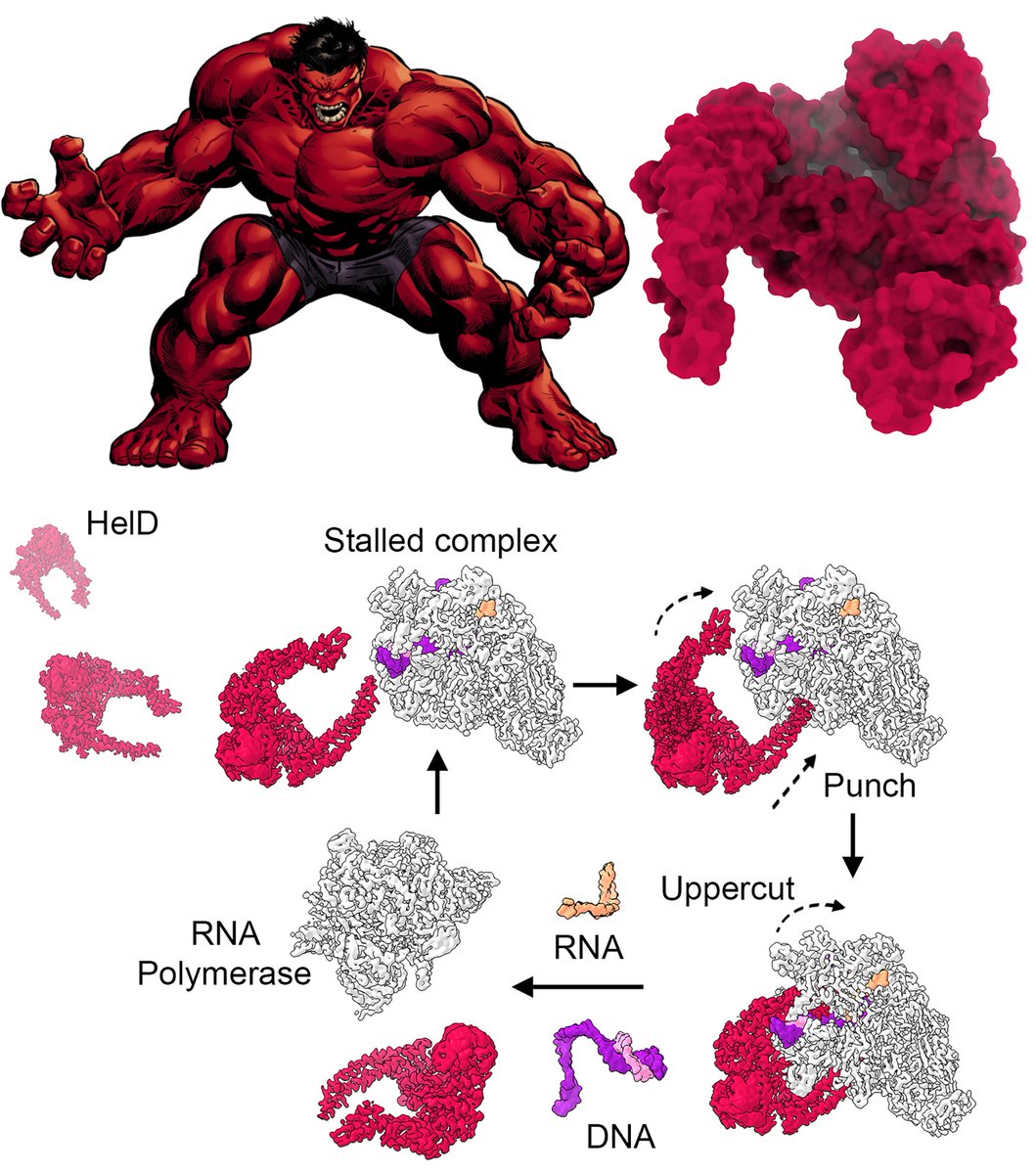 jan_dohnalek's tweet photo. A breathtaking protein interaction in bacterial transcription - new path for potential antibiotics? Just published in Nature Communications by our team @IBT_CAS and Institute of Microbiology from Czechia, by @FUBiochemistry, and @uonmolmicro. https://t.co/2oS31Bh869 https://t.co/DF0FoiMVPh
