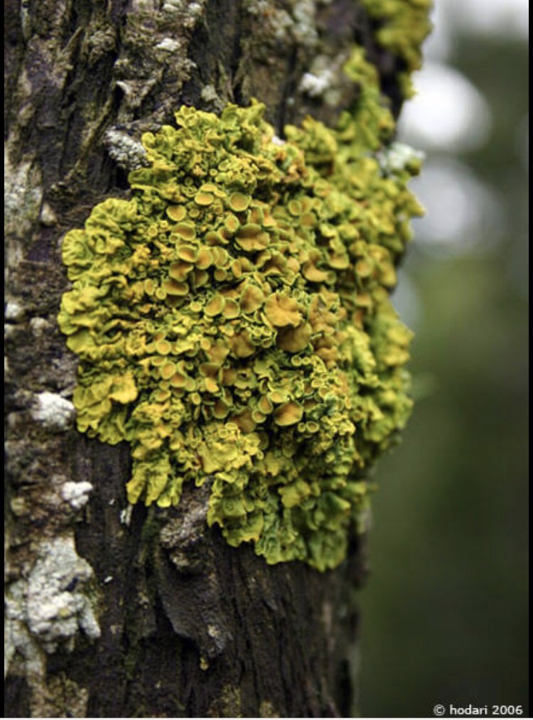 Deveye diken, ağaca