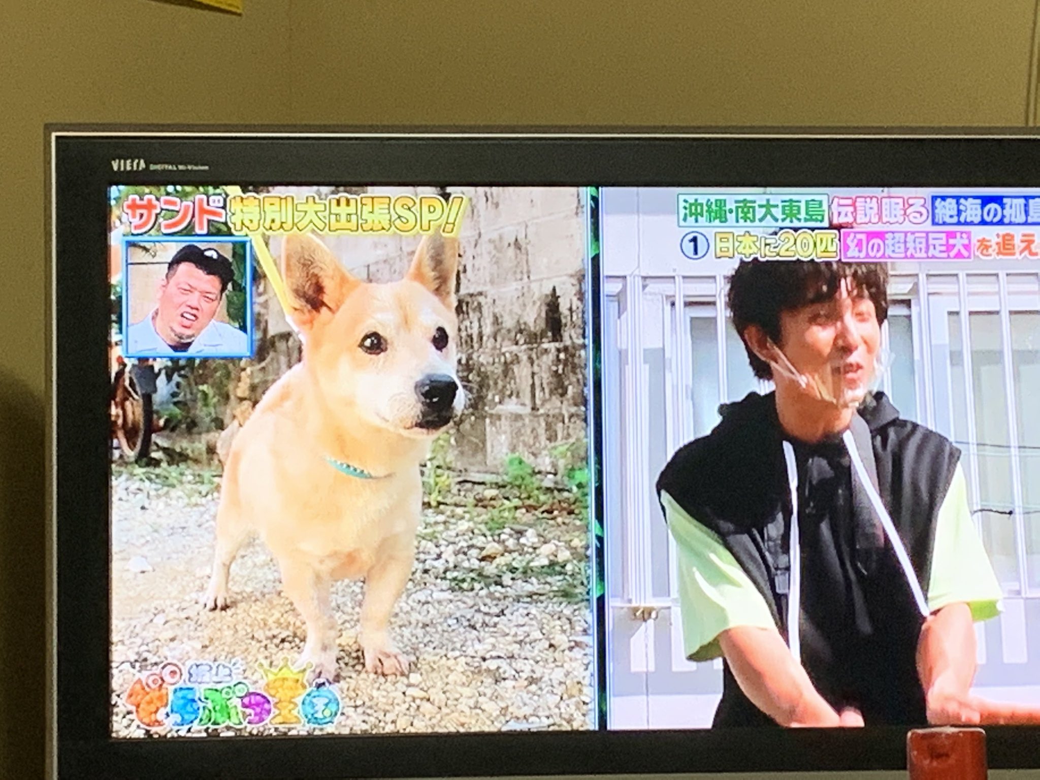 大東犬 Twitter Search Twitter