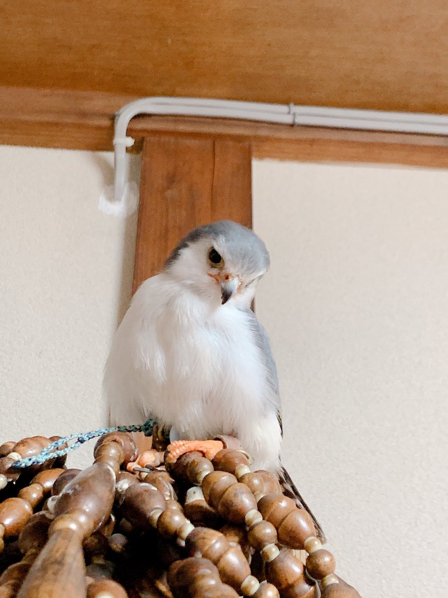 コビトハヤブサ コビトハヤブサ