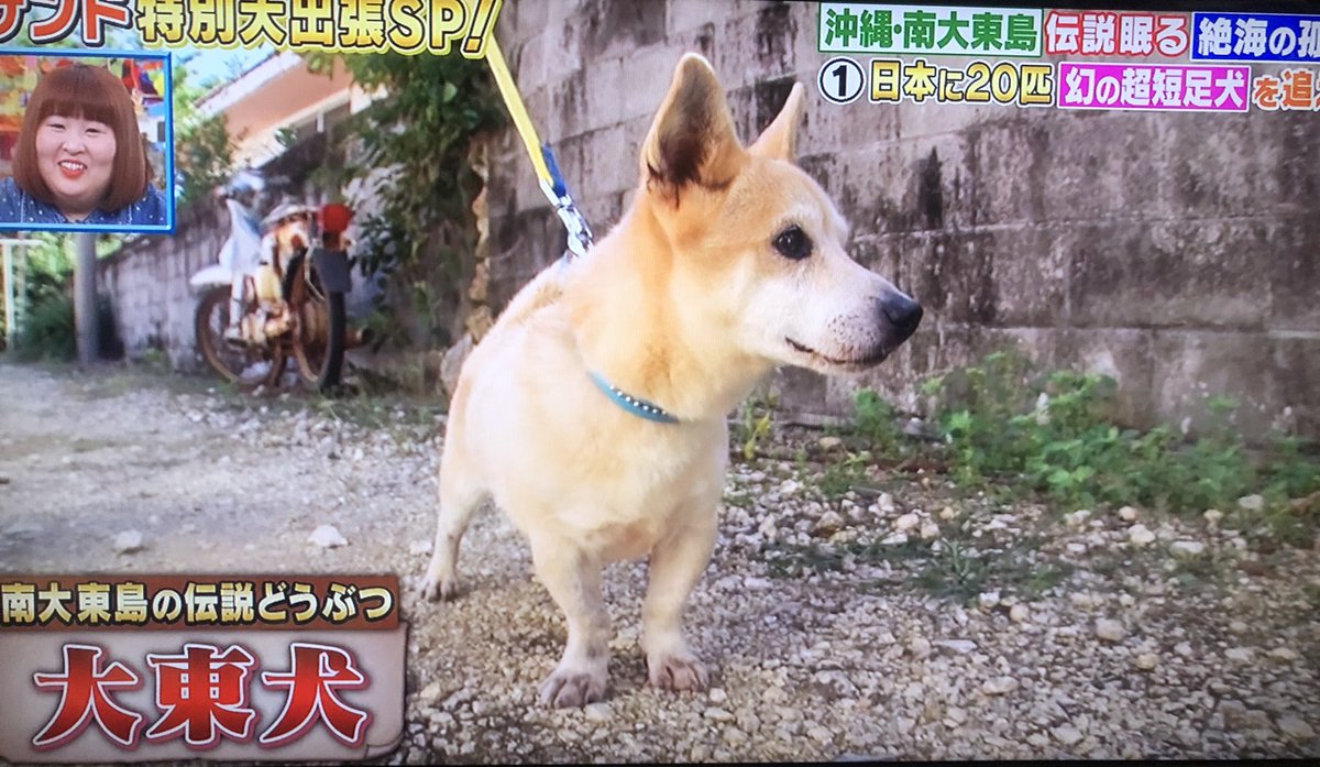 下町ジャックとランボルギーニ マンチカンみたいな短足犬 希少な大東犬 カワイイ 短足 大東犬 坂上どうぶつ王国