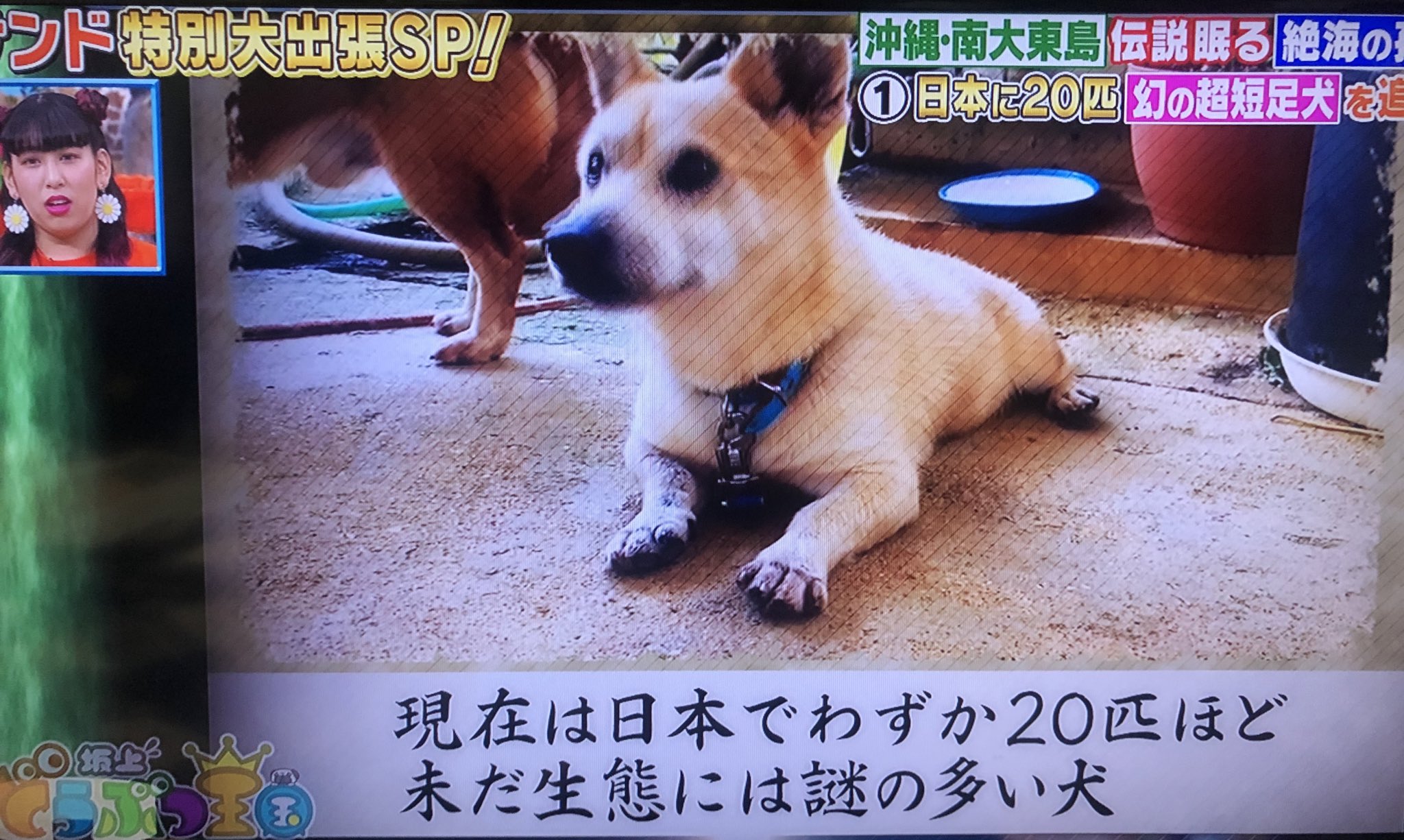 下町ジャックとランボルギーニ マンチカンみたいな短足犬 希少な大東犬 カワイイ 短足 大東犬 坂上どうぶつ王国 下町ジャックとランボルギーニ マンチカンみたいな短足犬 希少な大東犬 カワイイ 短足 大東犬 坂上どうぶつ王国