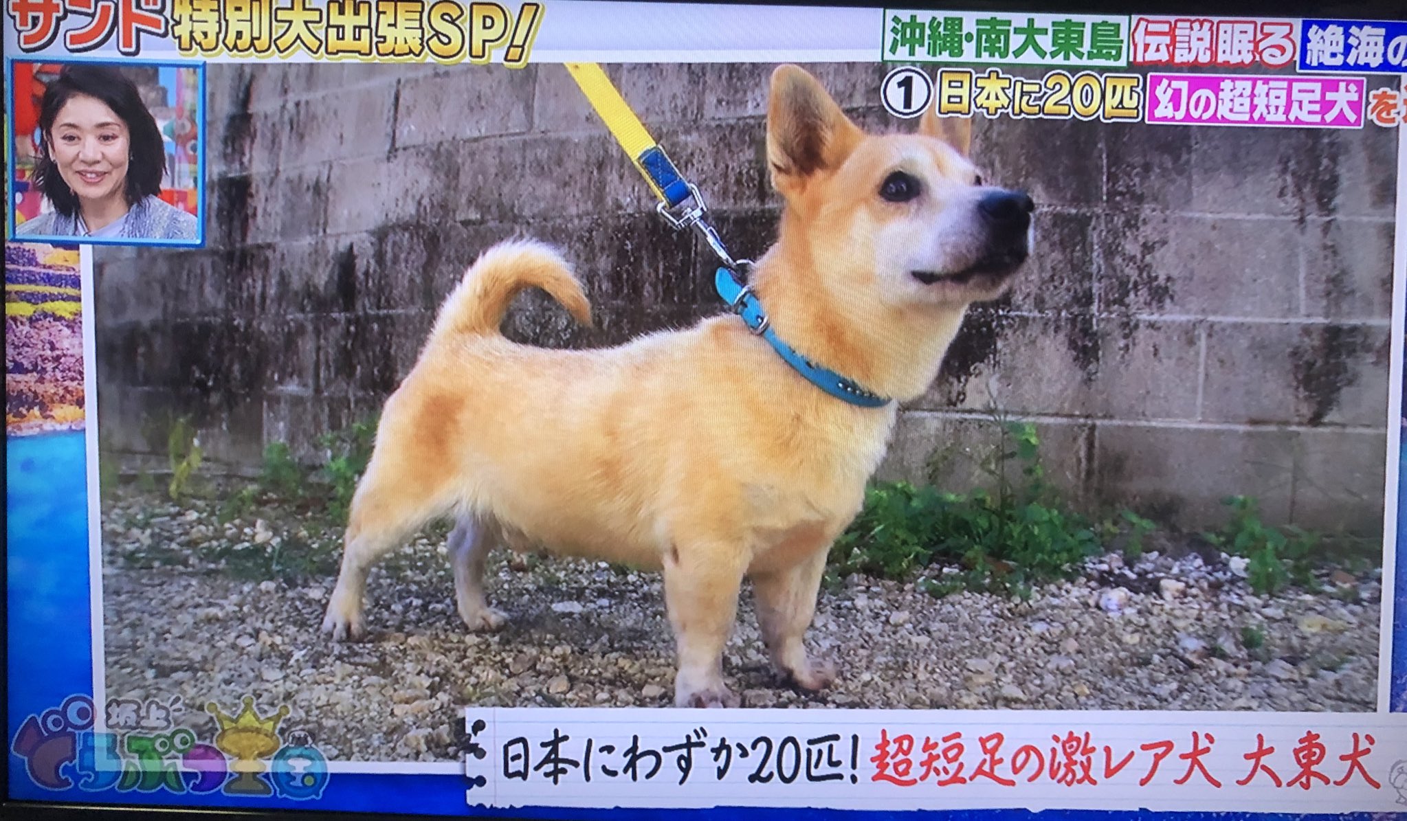 下町ジャックとランボルギーニ マンチカンみたいな短足犬 希少な大東犬 カワイイ 短足 大東犬 坂上どうぶつ王国 T Co 1cn9v4ub2n Twitter