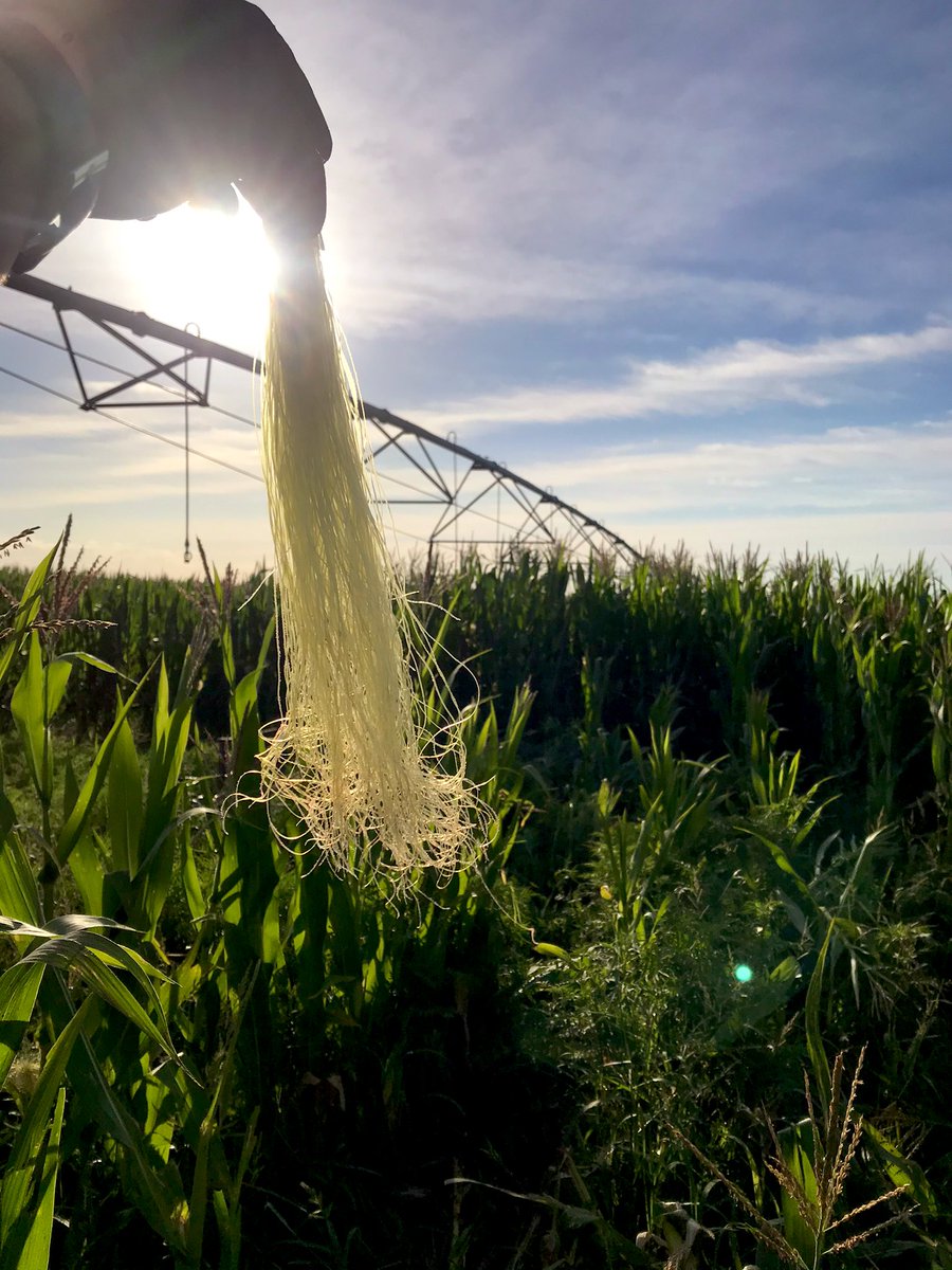 Maíz bajo riego DK 7210 FS: 19/9/20 DH: 0,5 m a 3,8 pl/m lineal