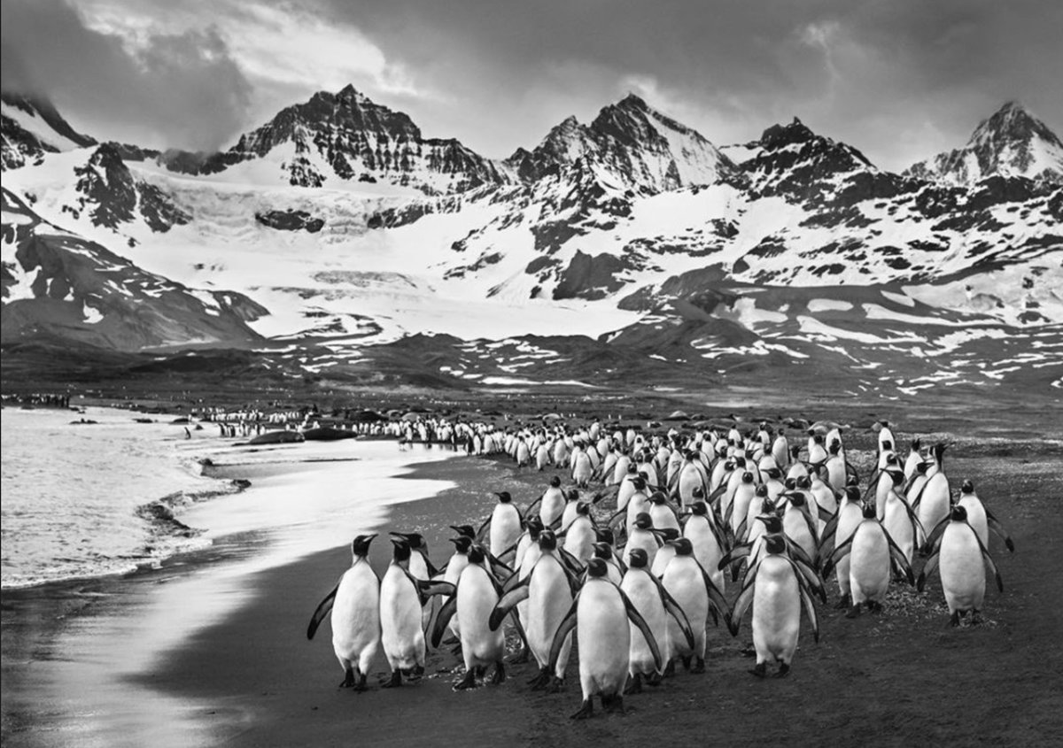Give the gift of a photography masterclass from David Yarrow. Purchase before 2nd January 2021 to receive 10% off.

In the online course, David will teach the principles that define great photos like this shot, The Breakfast Club. 

Click to purchase: bit.ly/2WpRNsI