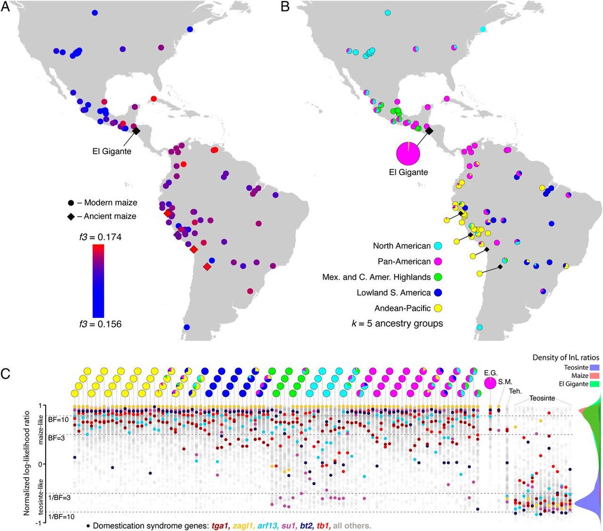 The genome mapping here is so interesting - good science. And it's good science that sits atop the many places where Native peoples in the Americas took a cultivar, made it better, and created the cornerstones of what is now our global food supply. 4/