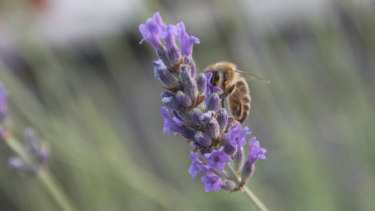 Feeling creative? You could win £2,000 and see your art at London Bridge train station (+ 5 additional awards of £50 each for schoolchildren). Our charity partners <a href="/bee_trust/">Bee Friendly Trust</a> are running this nationwide competition. For more information visit beefriendlytrust.org/bft-launches-s…