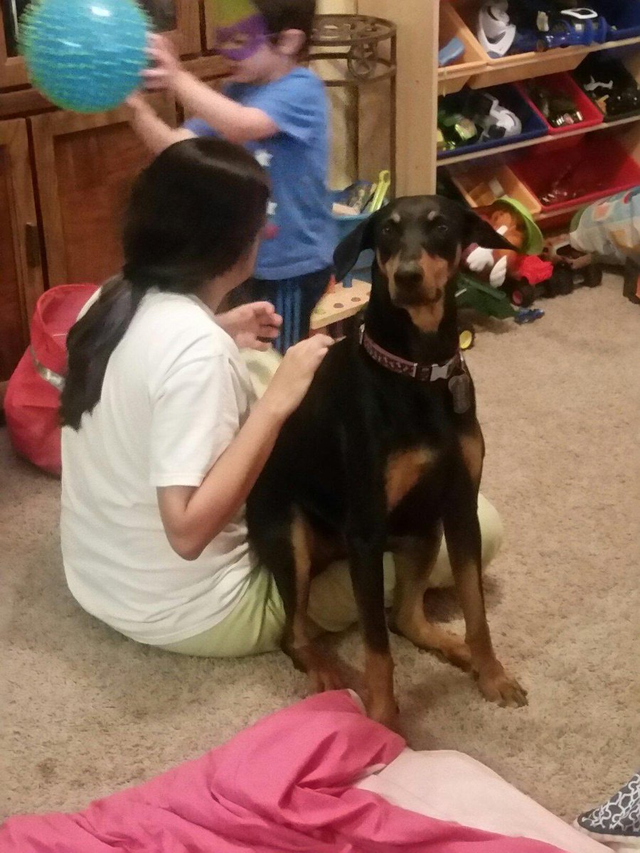 country619's tweet photo. @therealDBcoop Dobies aren’t called Velcro dogs got nothing! https://t.co/ahBK6G6oEV