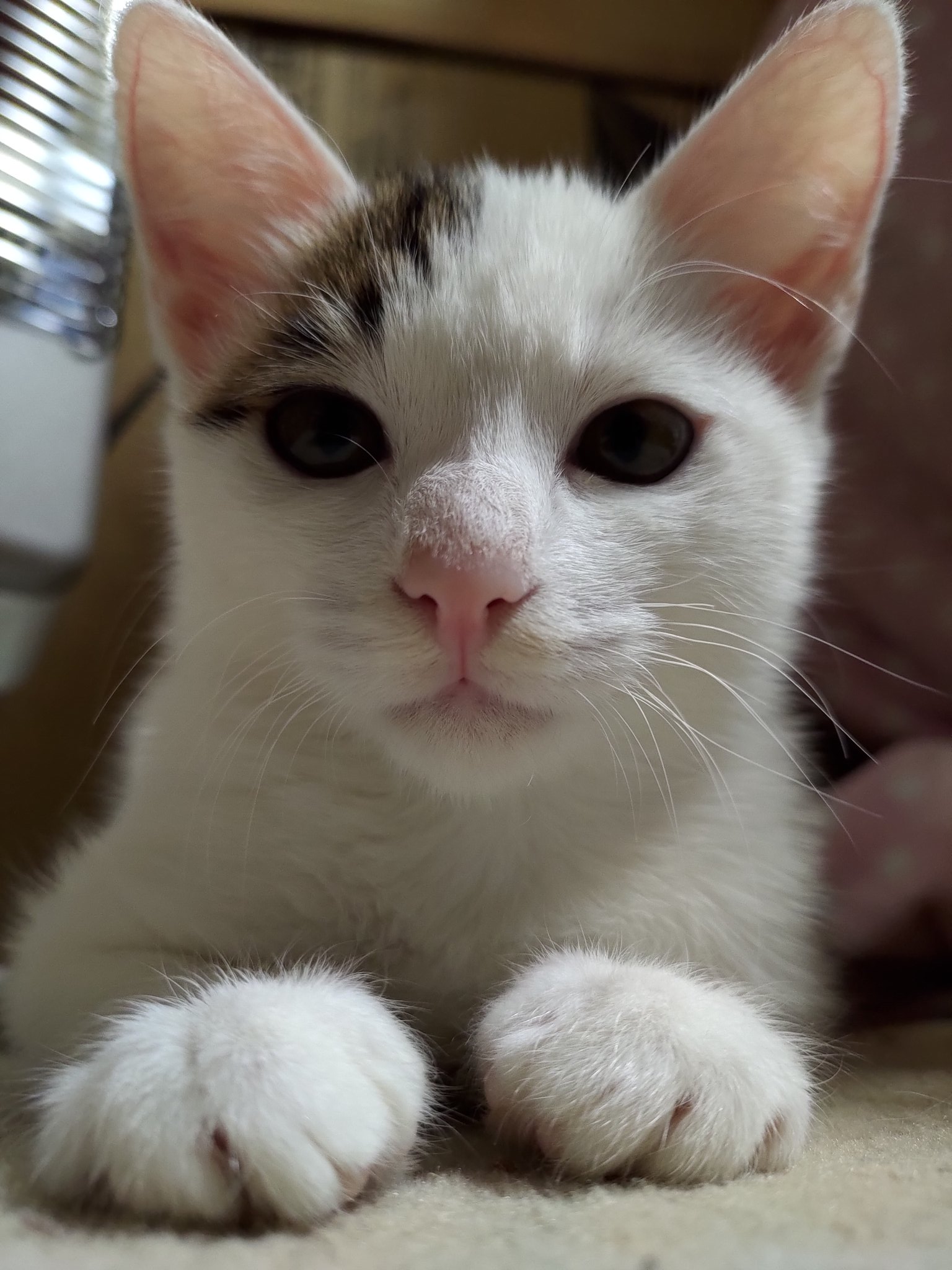 ビッソ Twitterissa 子猫の待ち受け を撮ろうと数枚撮ったが全部目に光が無くホラーチックに しかしゼロ距離フラッシュは眼球的にngなので諦めて待ち受け にしました 2枚目は友人に可愛くしてくれと頼み魔改造された猫ちゃんだった生き物 ビッソ Twitterissa 子猫の待ち受け を撮ろうと数枚撮ったが全部目に光が無くホラーチックに しかしゼロ距離フラッシュは眼球的にngなので諦めて待ち受け にしました 2枚目は友人に可愛くしてくれと頼み魔改造された猫ちゃんだった生き物
